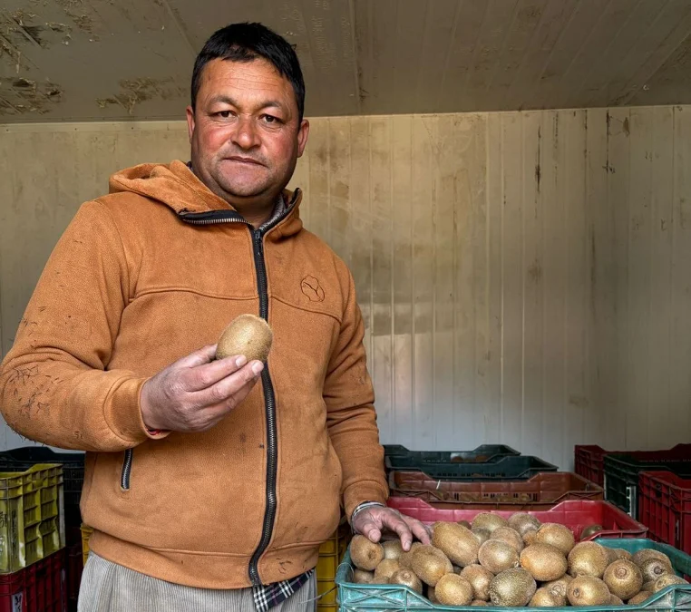 एक बोटले ८० किलोसम्म फल दिँदा यो वर्ष १० हजार किलो किवी फलाए