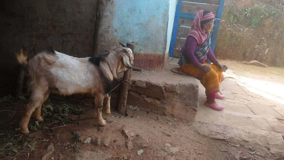 मन्थली नगरपालिका–८ चिसापानीमा रातको समयमा खसी चोरी